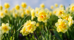 Early daffodils